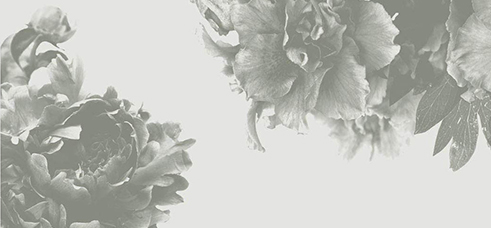 Ampersand Botanic